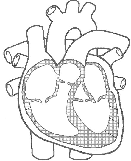 440x539 Heart Anatomy Coloring Pages Lovely Blank Heart Anatomy Diagram