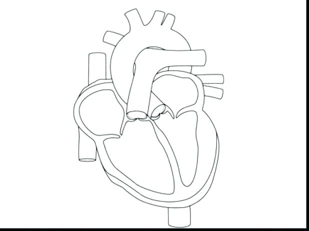 618x463 Human Heart Coloring Pages Related Post Human Heart Diagram