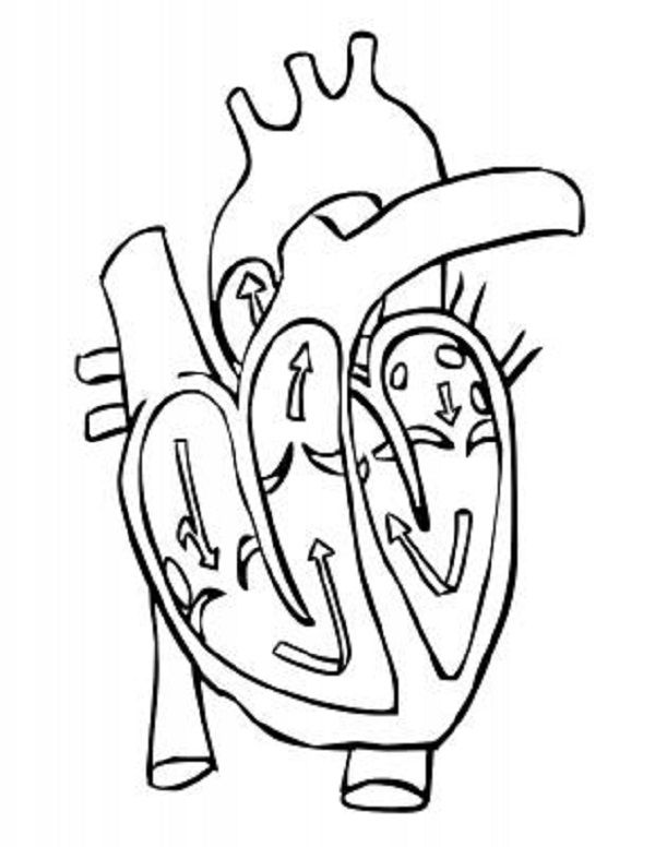 600x776 Heart Diagram Coloring Page Coloring Pages Heart