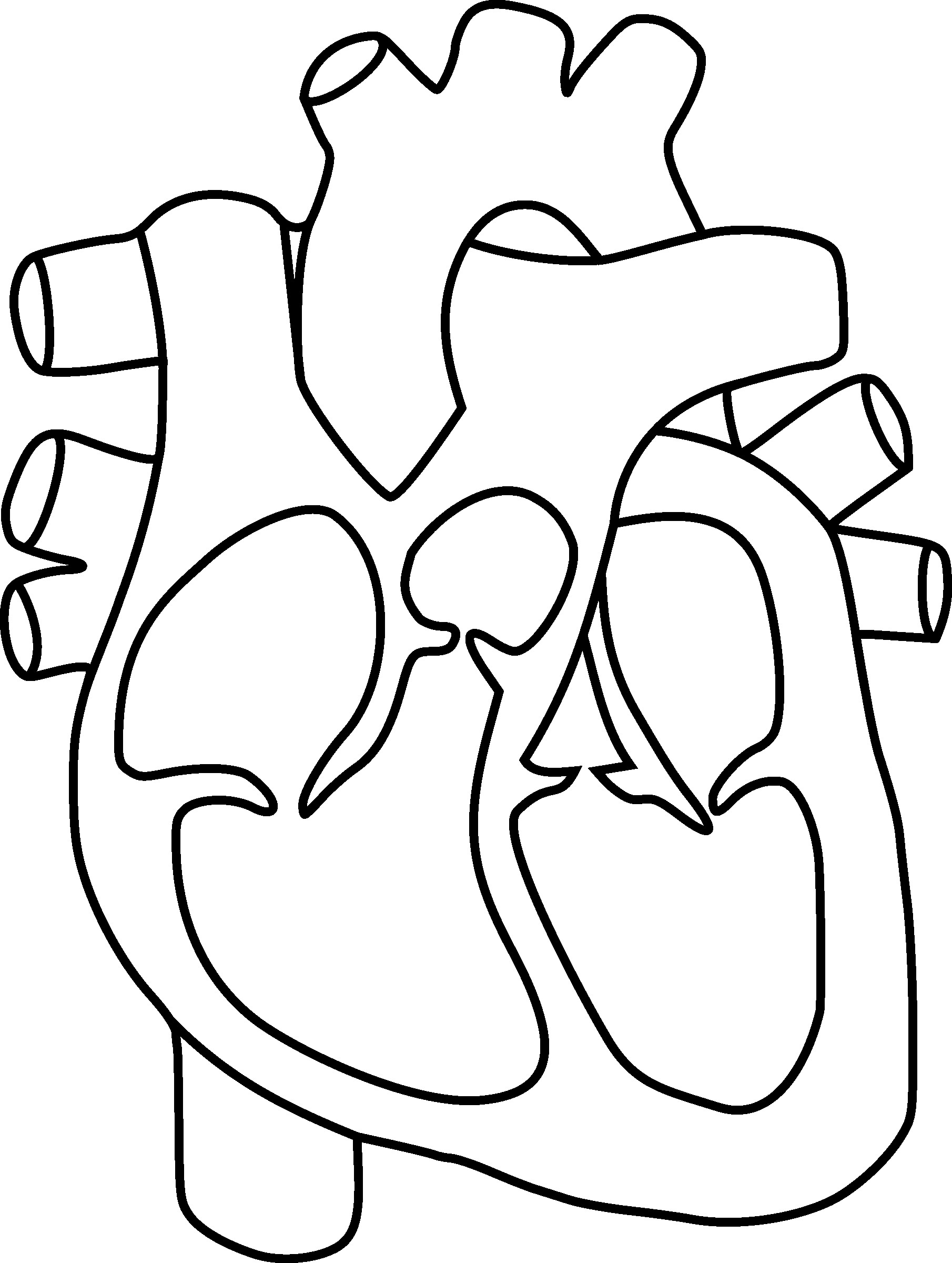 1810x2400 Heart Anatomy Coloring Page Homeschool Science Learning Beautiful
