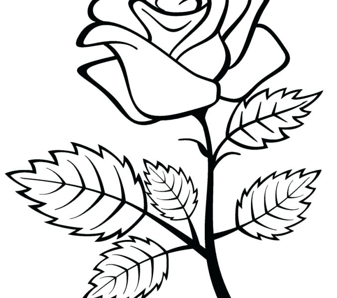 678x600 Heart And Roses Coloring Pages Hearts Roses Hearts And Roses Tied