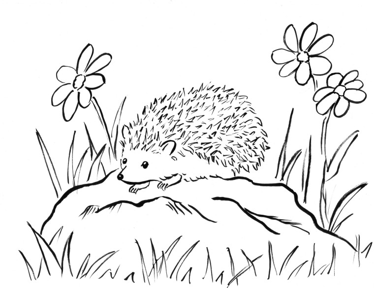 760x586 Hedgehog Coloring Page