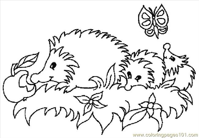 650x452 Hedgehogs