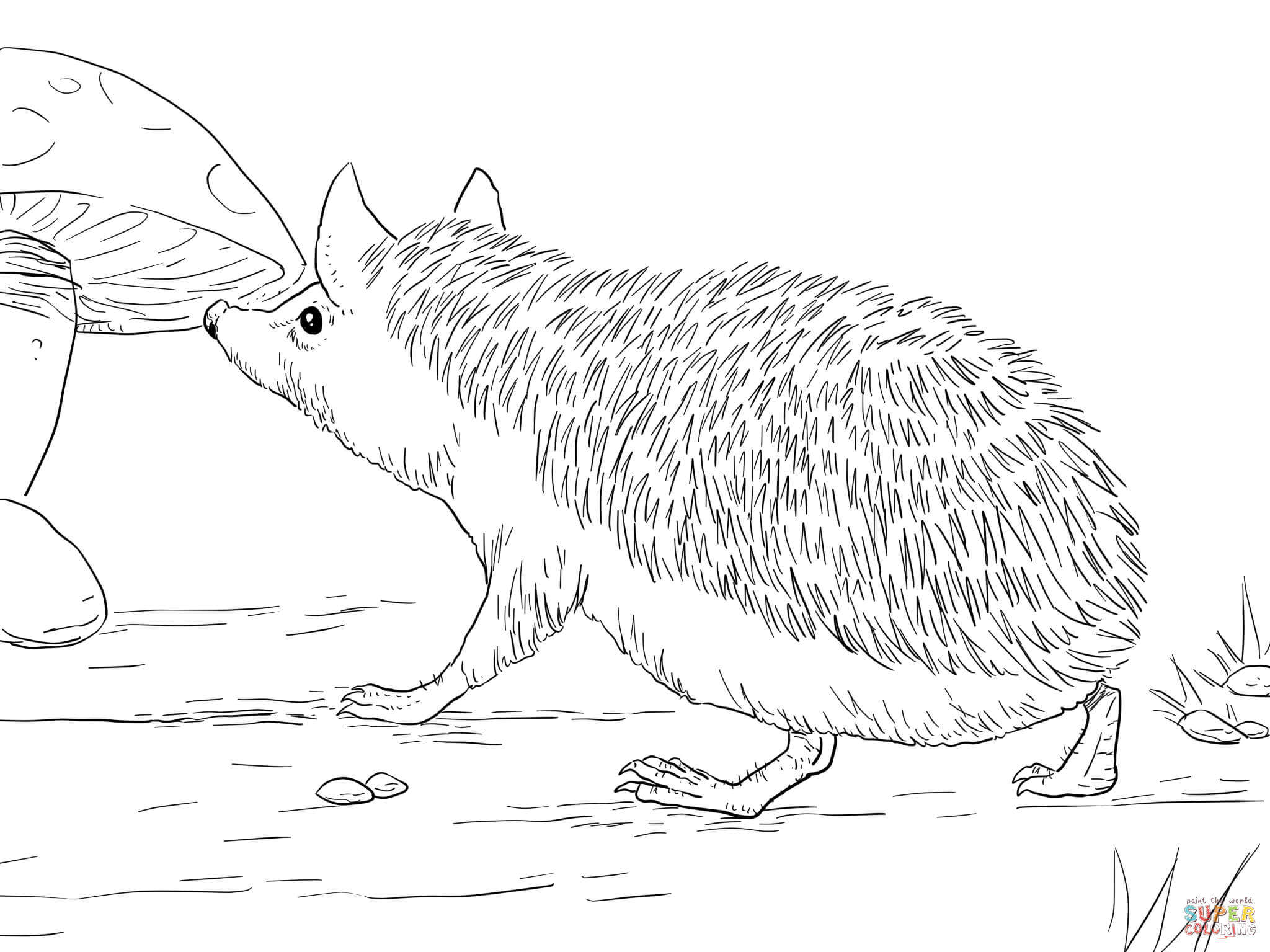 2048x1535 Hedgehog Coloring Pages Free Coloring Pages Hedgehog Coloring