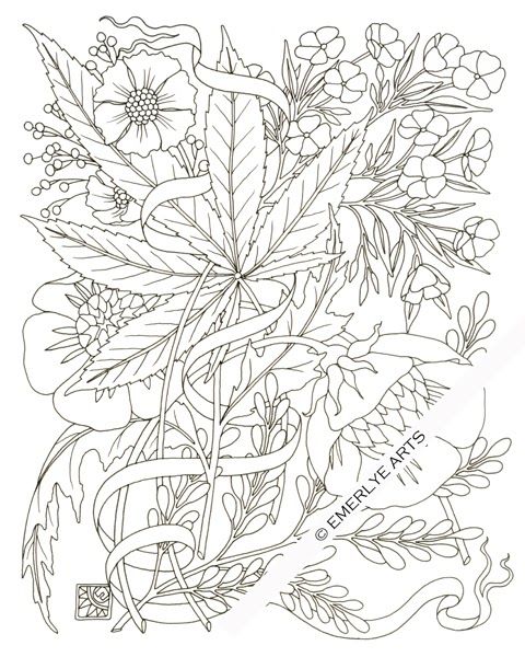 480x600 Hemp Phlox, An Adult Coloring Page