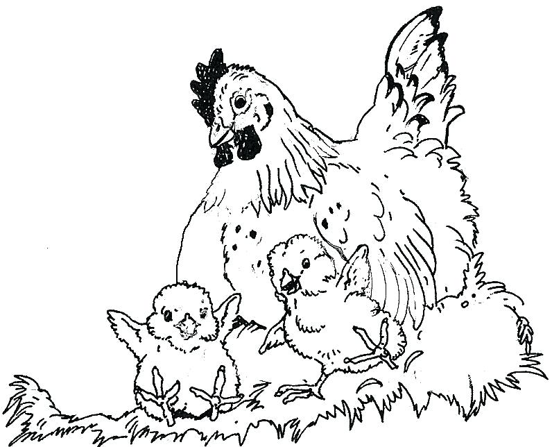 796x644 Coloring Pages For Kids Disney Hen Chicks Chickens Printable Farm