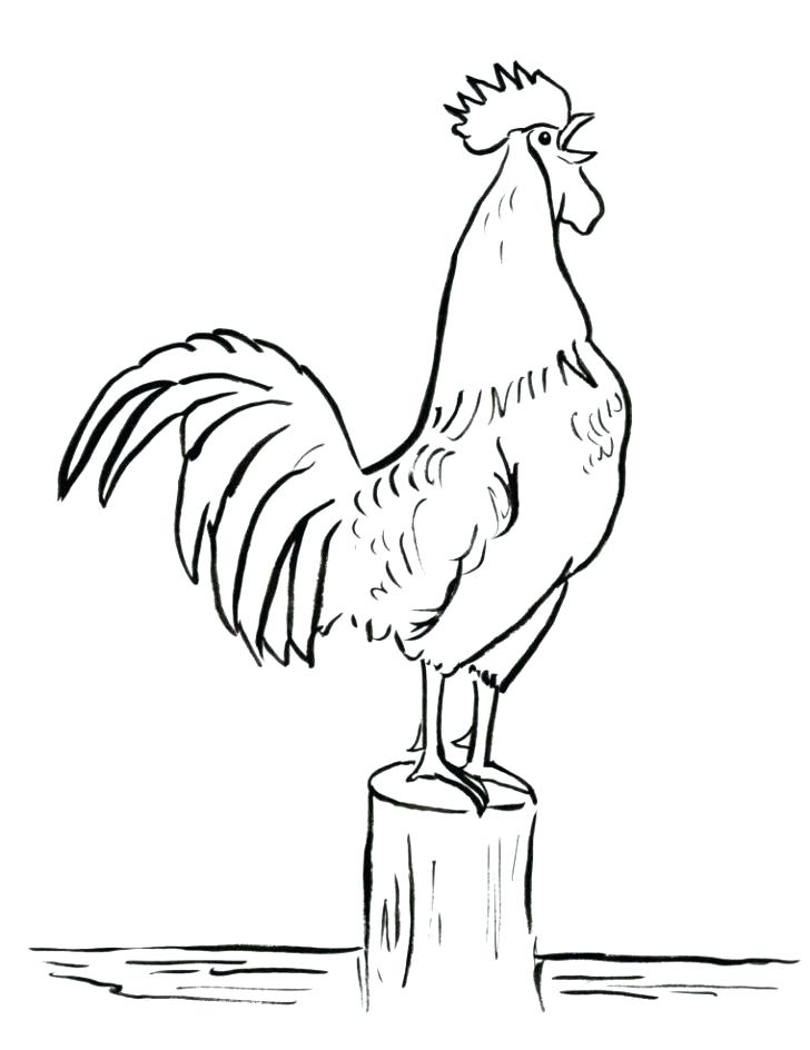 728x944 Hen Coloring Pages Hen Coloring Page Red Hen Coloring Pages
