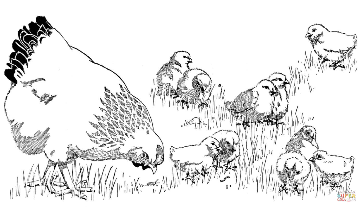 1500x861 Hen And Chicks Coloring Page