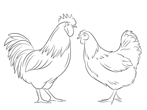 480x359 Rooster And Hen Coloring Page Chicken Category Select