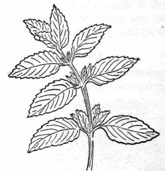 340x351 Drawn Herbs Mint Leaf