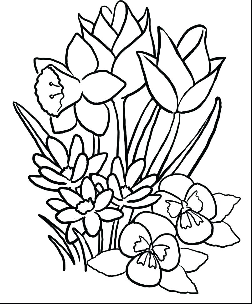 805x971 Hibiscus Flower Coloring Page Luau Pages Spring With And Preschool