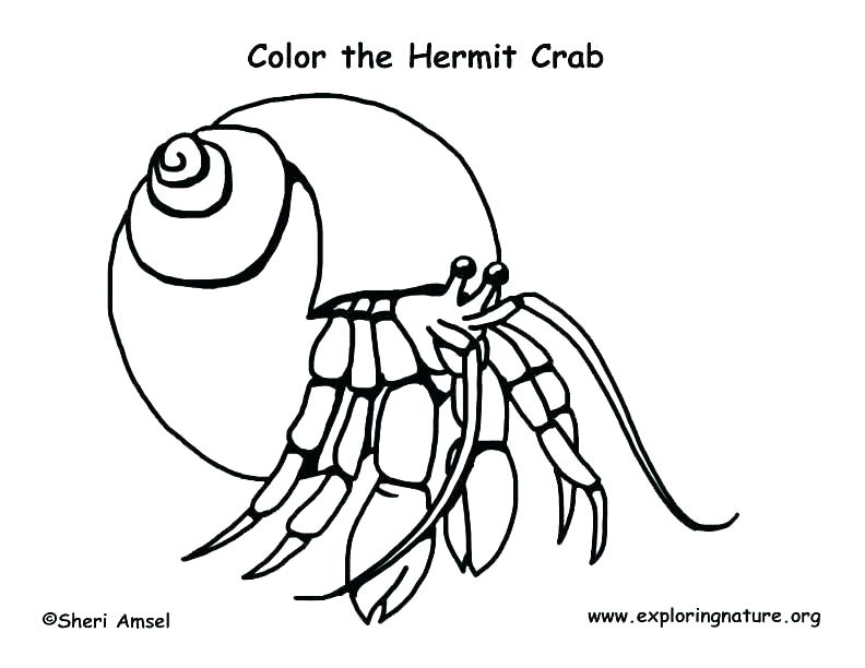 792x612 Crab Coloring Pages A Coloring Pages Kids Nice Hermit Crab