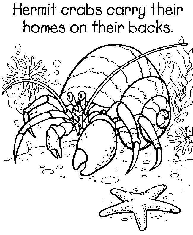 650x789 Hermit Crab Coloring Page Printable Coloring Pages Fun