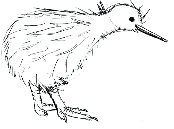 600x446 Kiwi Bird Coloring Page