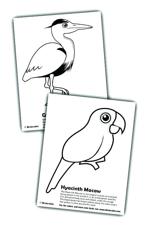 500x774 Scarlet Macaw Coloring Page