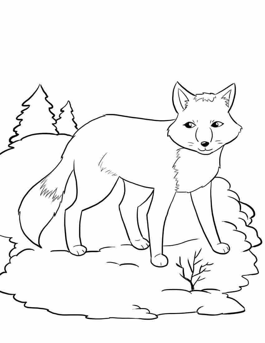 850x1100 Hibernating Bear Color Sheet Coloring Page Preschool January