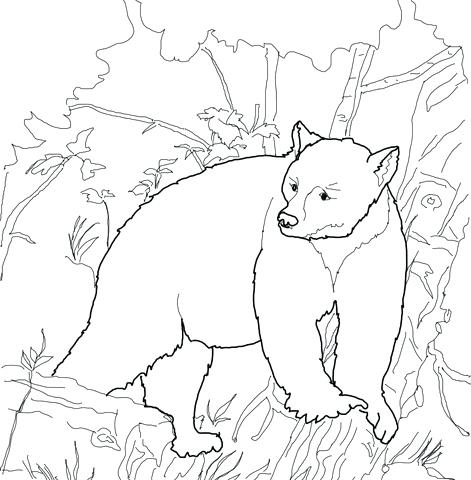 471x480 Pagina Para Colorear De Hibernating Bear Bear Coloring Page