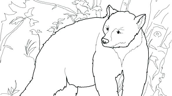 585x329 Black Bear Coloring Pages Coloring Book Black Bears Pages Free