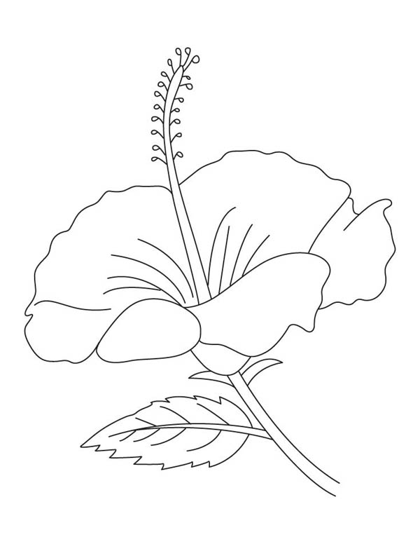 600x776 Hibiscus Flower Coloring Page Color Luna
