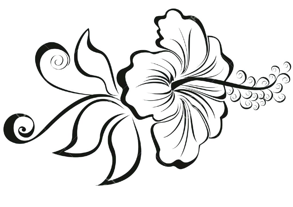 1024x722 Hibiscus Flower Coloring Pages Free Hibiscus Flower Coloring Pages