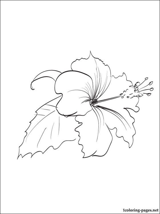 560x750 Hibiscus Coloring Page Coloring Pages