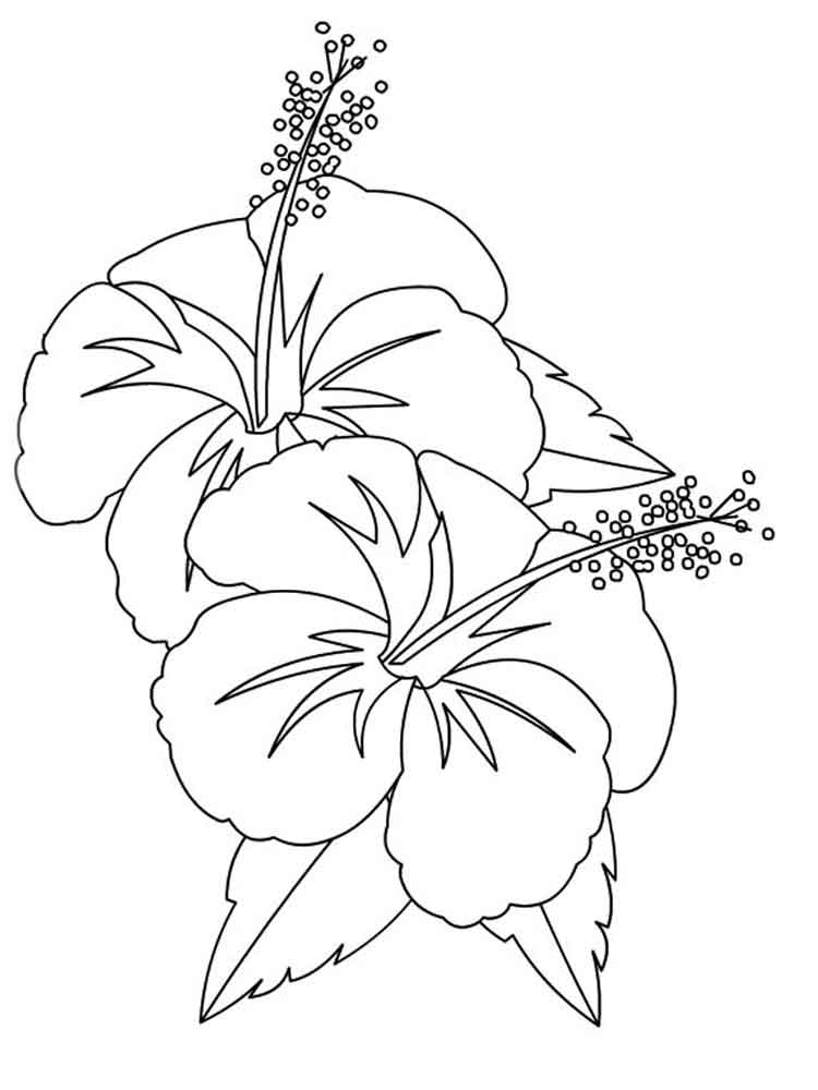 750x1000 Hibiscus Coloring Page Hibiscus Flower Coloring Pages Download