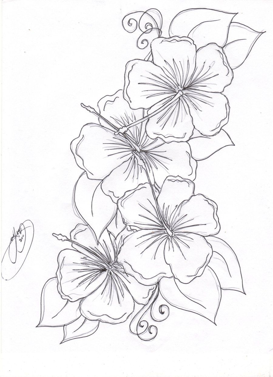 900x1239 Hibiscus Coloring Pages Hibiscus Coloring Page Drawing