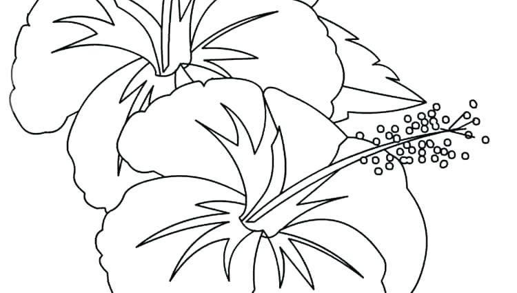 750x425 Hibiscus Flower Coloring Pages