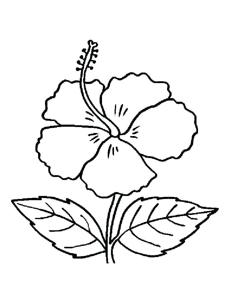 750x1000 Hibiscus Coloring Page Good On Kids Pages With Free Coloring