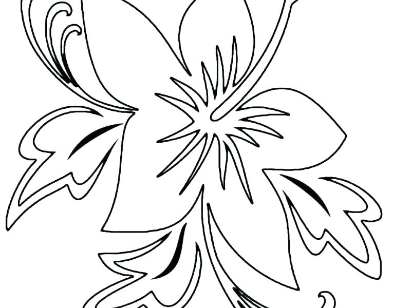 800x600 Hibiscus Coloring Pages Hibiscus Coloring Pages Download Hibiscus