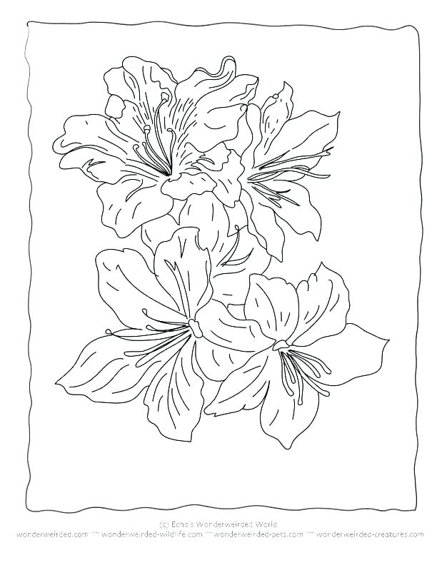 612x792 Hibiscus Flower Coloring Pages Free Printable Hibiscus Coloring