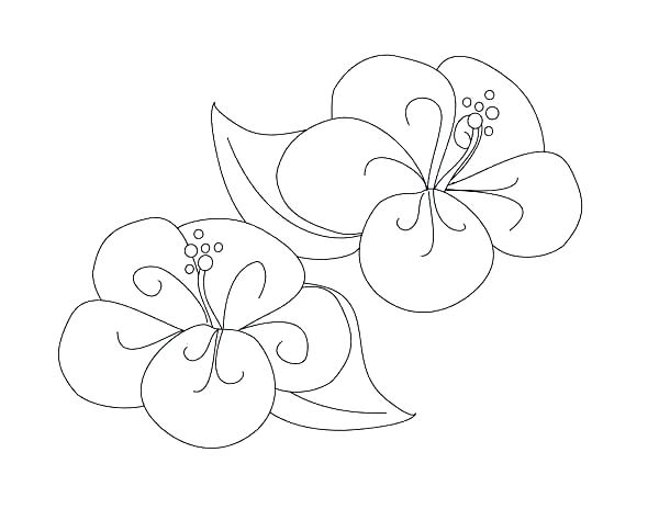 600x464 Printable Hibiscus Flower Coloring Pages Draw Floral Fancy Page F