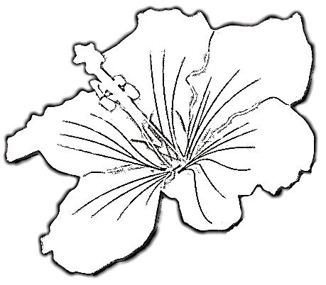 459x402 Hibiscus Coloring Page Grandkid Cuteness Hibiscus