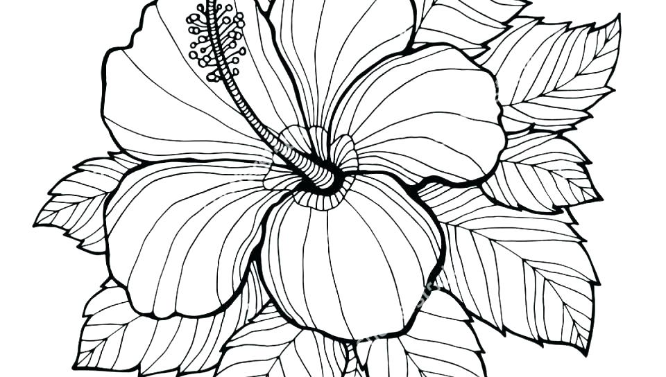 960x544 Printable Flowers Coloring Pages