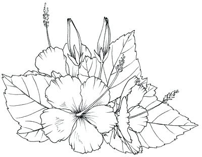 400x312 Hibiscus Flower Coloring Page Drawn Color Free Printable Pages