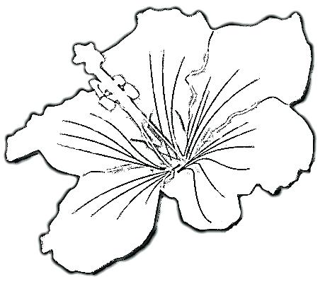 459x402 Hibiscus Flower Coloring Pages Hibiscus Flower Coloring Pages