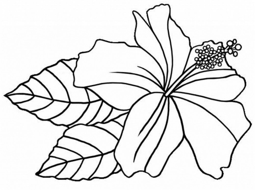 1000x748 Hibiscus Flower Printable Coloring Sheets Floriculture Flower
