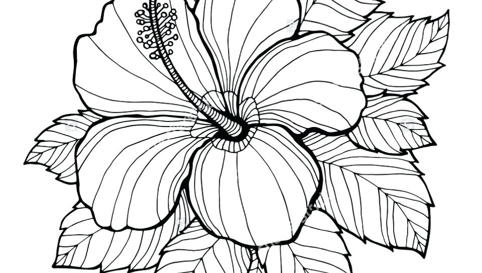 960x544 Printable Hibiscus Coloring Pages Flower Coloring Pages For Adults