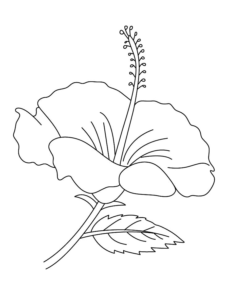 900x1163 Free Printable Hibiscus Coloring Pages For Kids