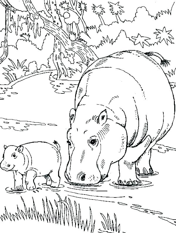 600x793 Baby Hippo Coloring Pages Baby Hippo Coloring Pages Hippopotamus