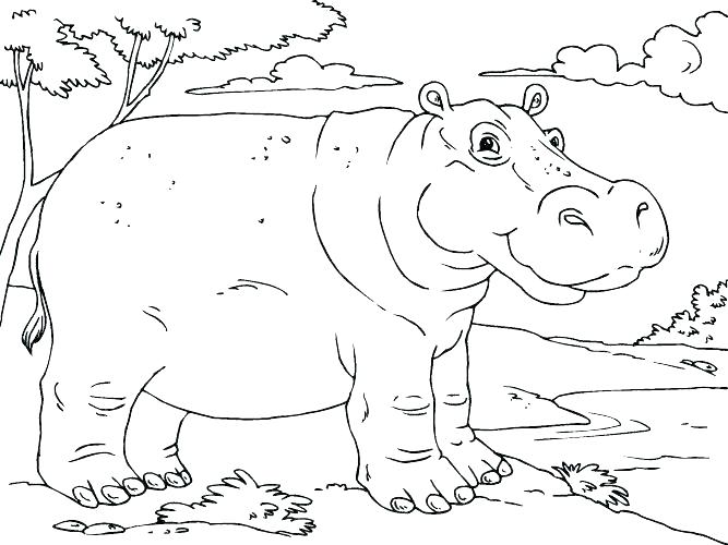 667x500 Hippopotamus Coloring Pages Baby Hippo Coloring Pages Page