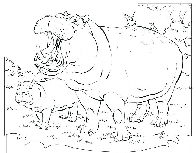 650x508 Hippo Coloring Page