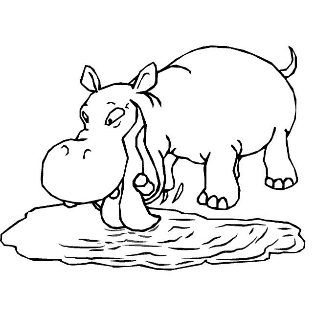 646x646 Free Printable Hippo Coloring Pages For Kids