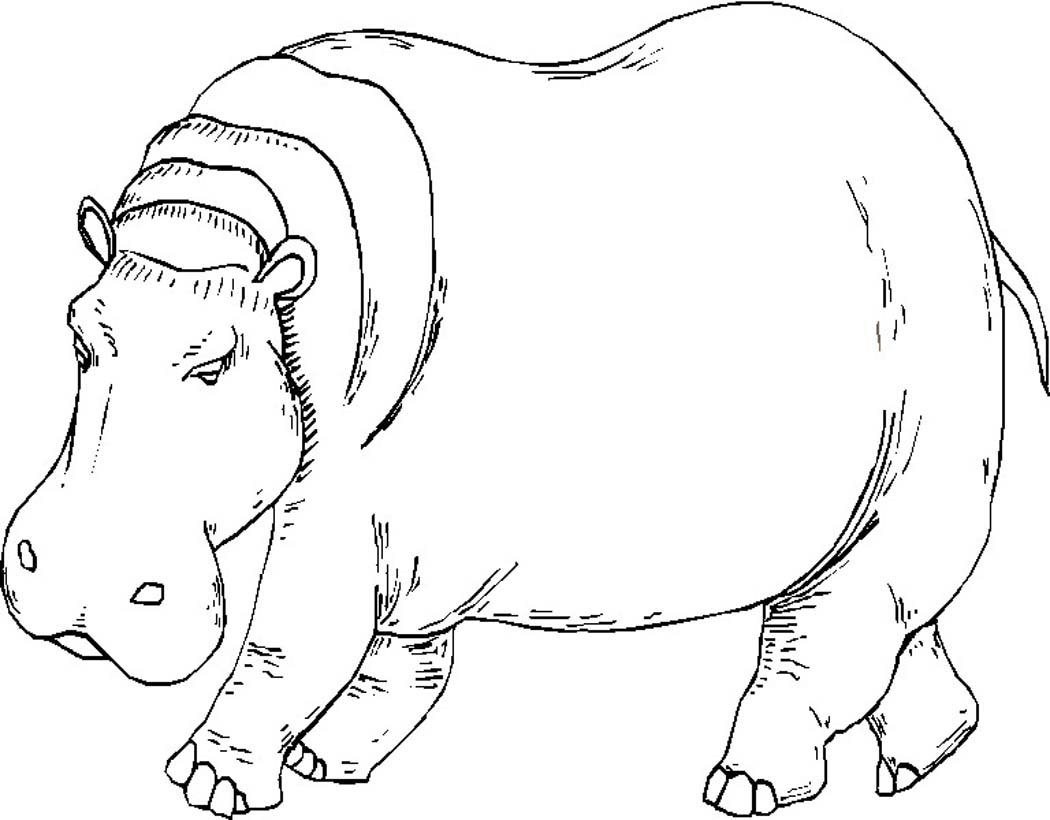 1050x820 Hippo Coloring Pages Printable