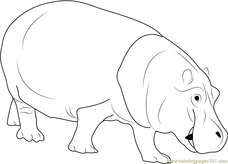800x575 Hippopotamus Coloring Page