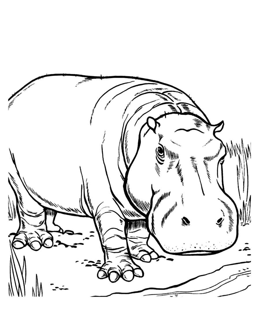 900x1101 Hippopotamus Coloring Pages
