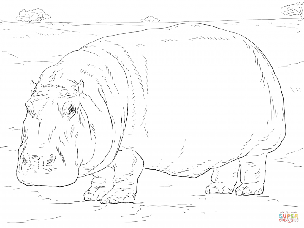 1024x768 Hippopotamus For Coloring Page