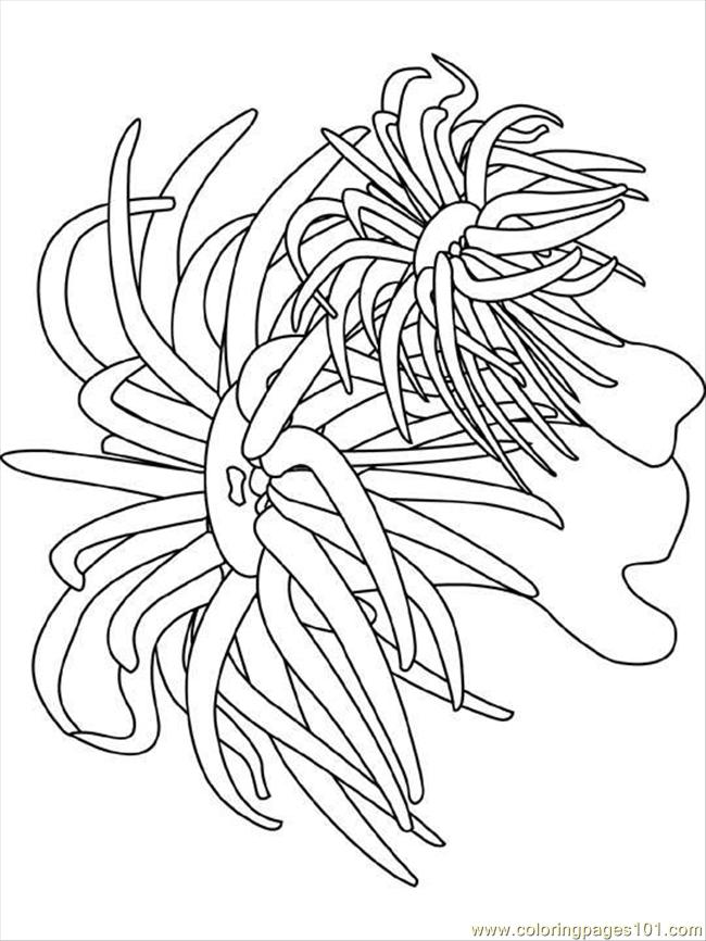 650x866 Sea Anemone Coloring Page