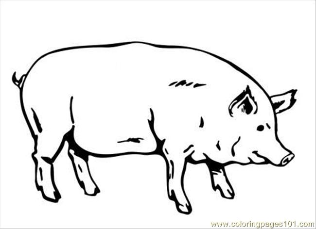 650x472 Pig Coloring Page Coloring Page