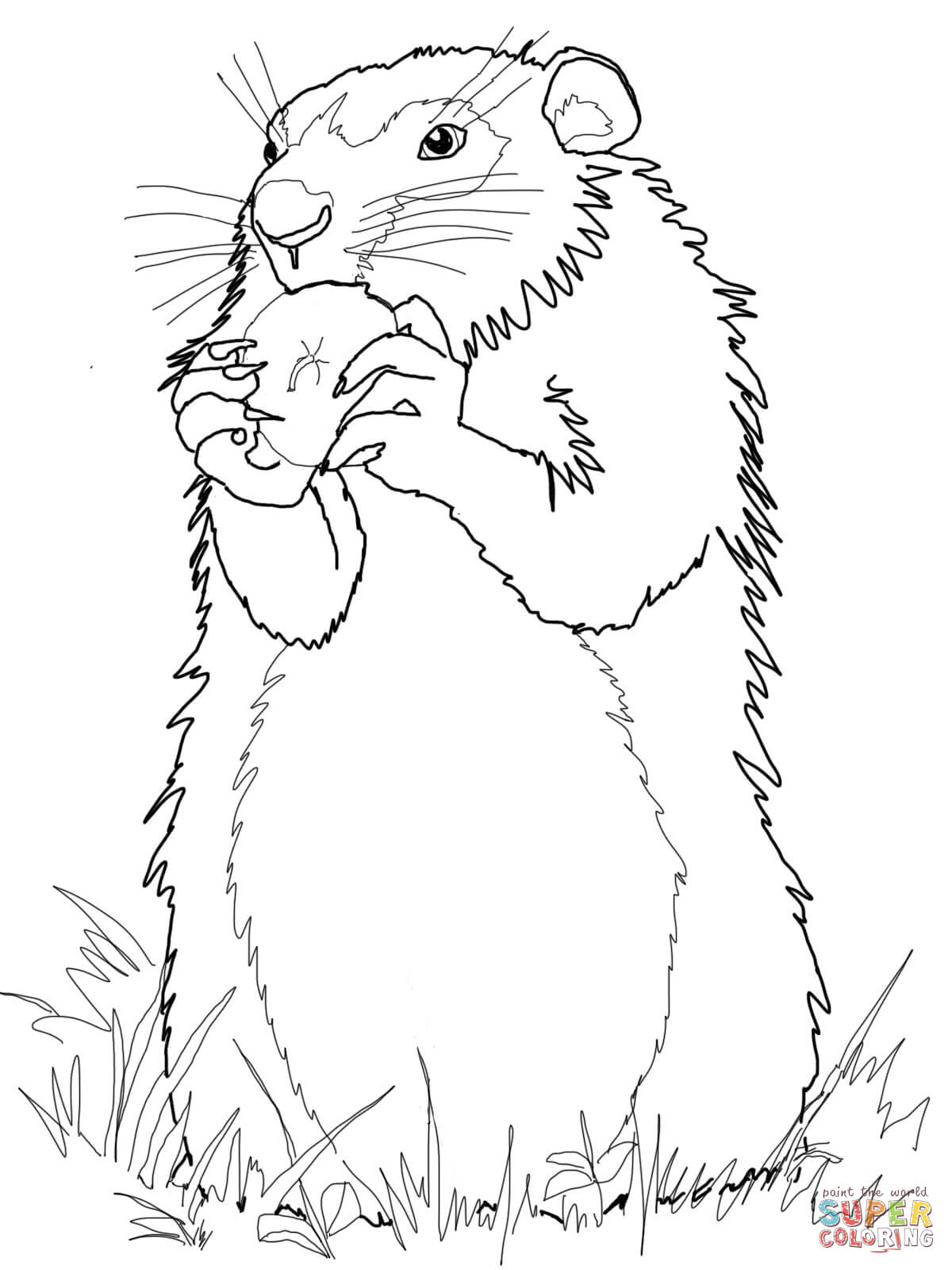 1200x1600 Groundhogs Coloring Pages Free Coloring Pages Ground Hog Coloring